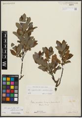 Foto von Salix appendiculata Vill. x Salix waldsteiniana Willd.